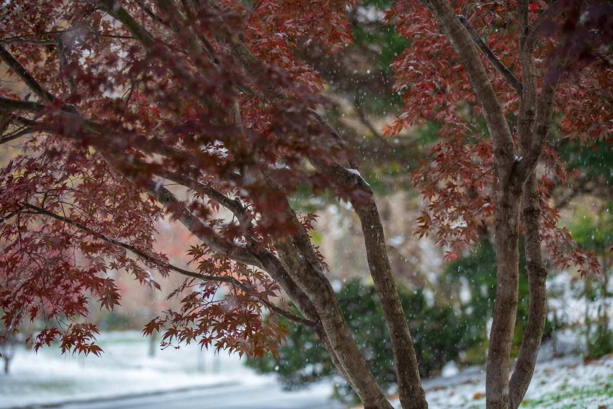 Autumn tree on a snowy weather