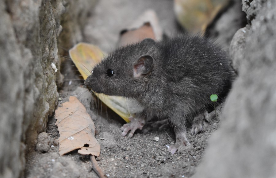 Small black mouse