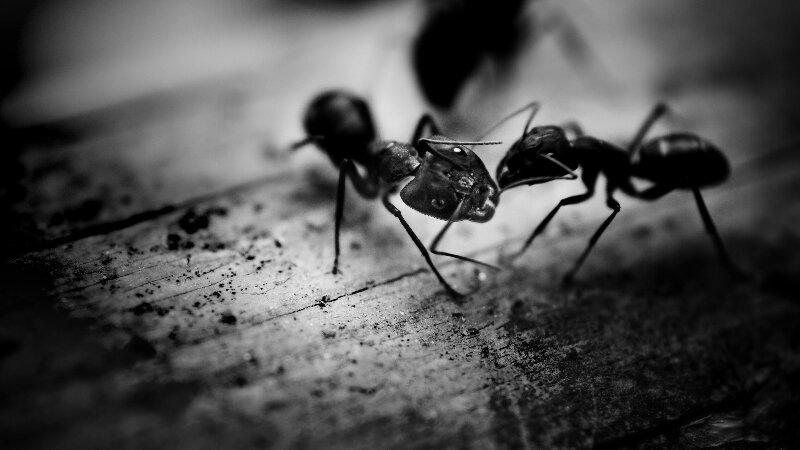 Ant Pests Infestation