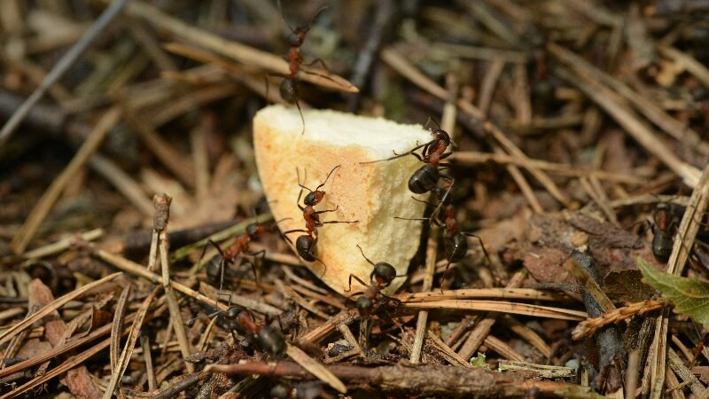 Ants Bread Ground