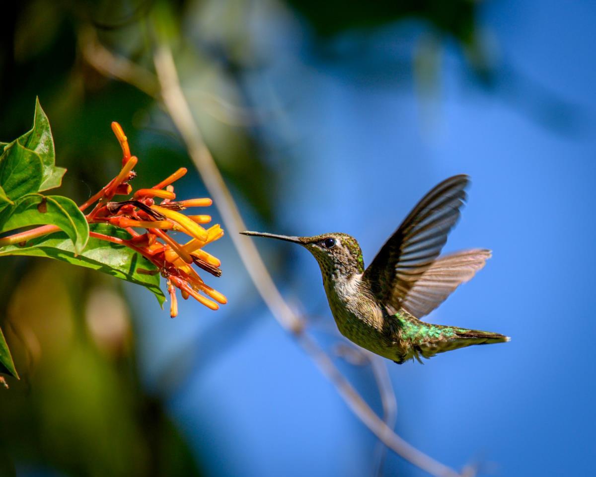 Hummingbird flies next to a flowery plant
