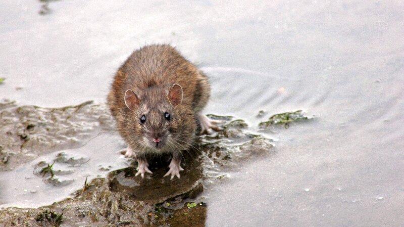 Rats Outdoor Water