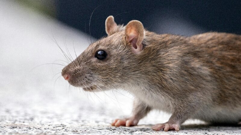 Rats Interesting Facts