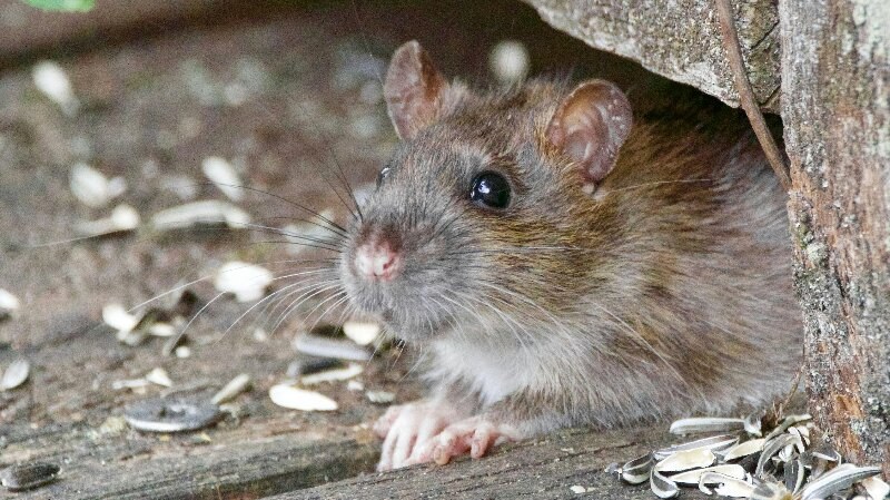 Rodents Diseases Rats