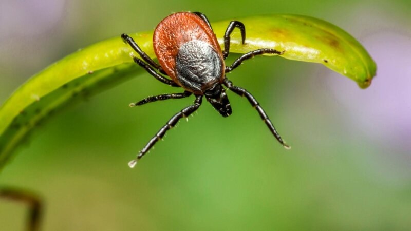 Exterminator’s Guide to Tick Control in Regina