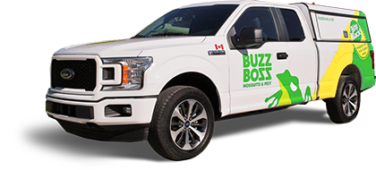 Buzz Boss Truck