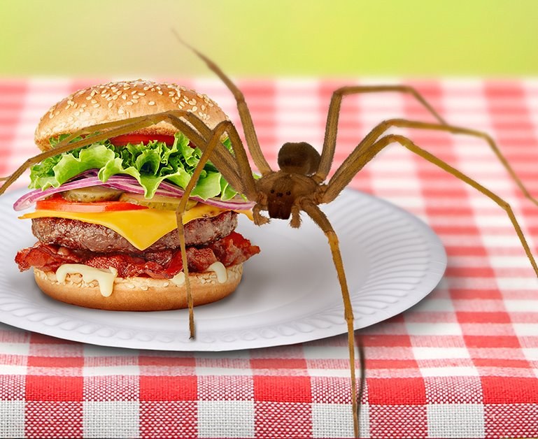 A big spider walking on a table next to a hamburger