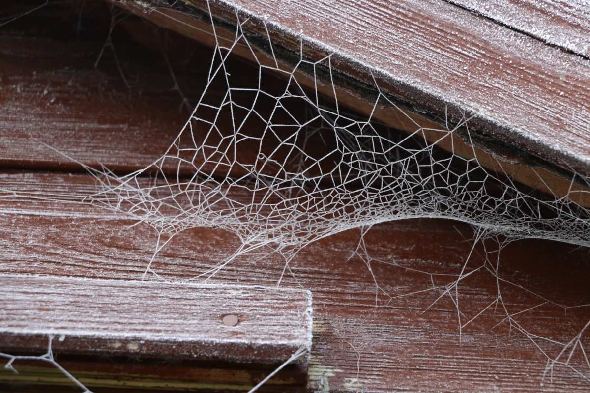 A spiderweb in a corner of a wooden roof