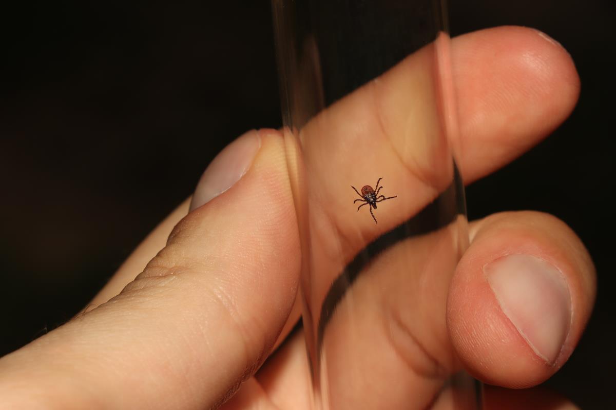 Adult castor bean tick (Ixodes ricinus) caught in a glass vial