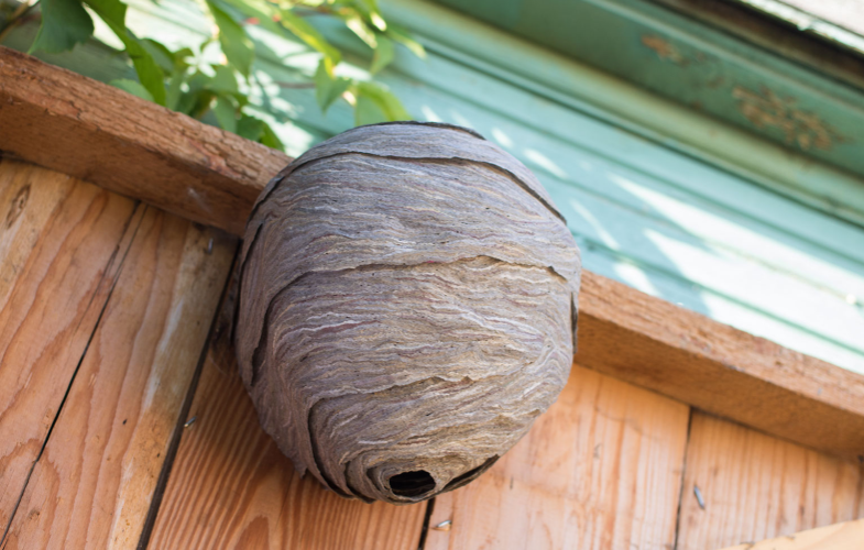 Wasp Nest on Fence