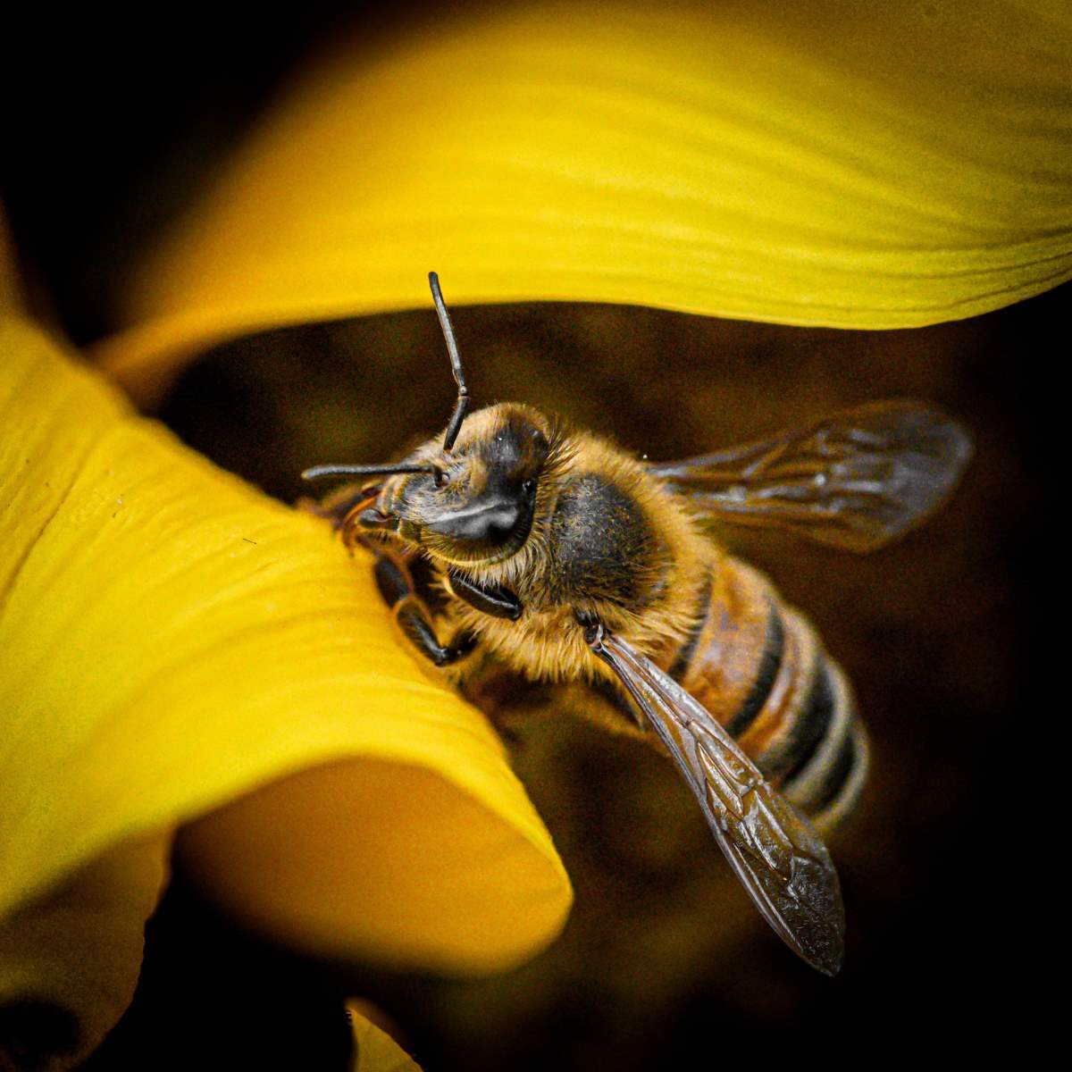 Close-up view of a bee in a yellow flower