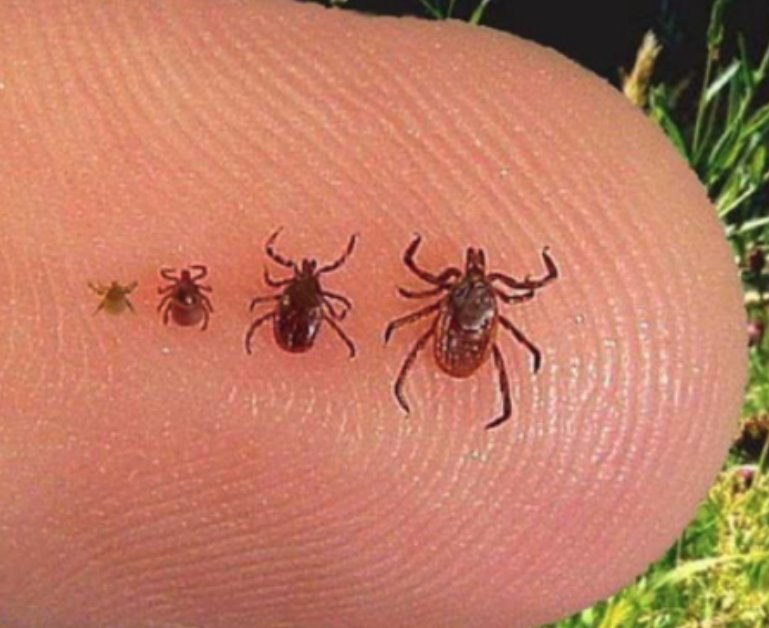 Four different sized ticks on a finger