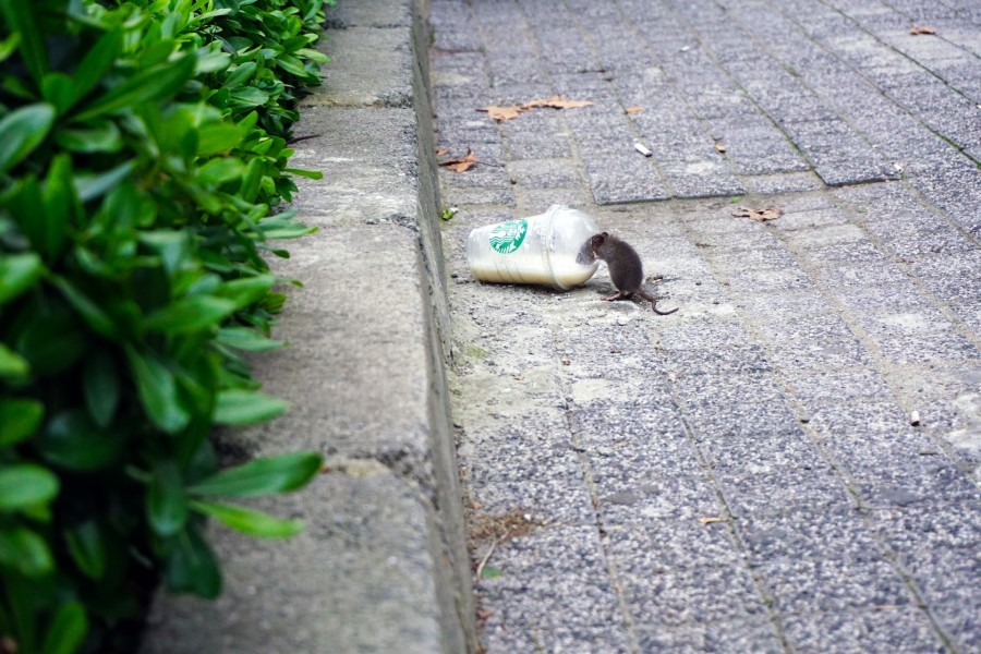 Street mouse eating form a dropped Starbucks cup