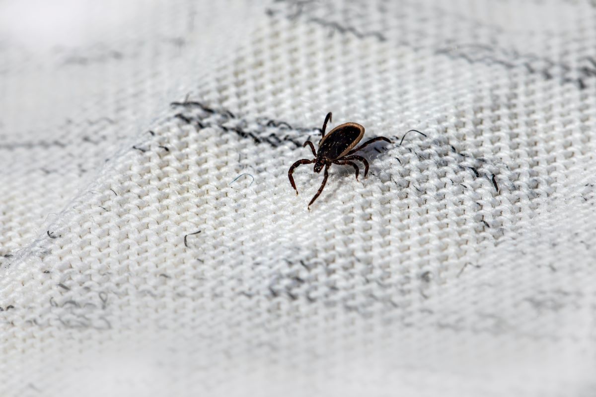 Tick on a white fabric - close up view