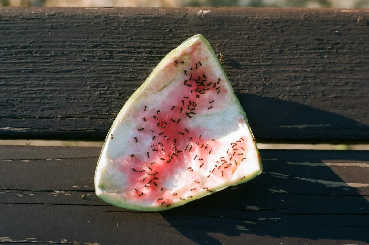 Ants eating a watermellon