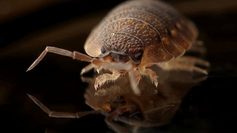 Zoomed picture of a bed bug
