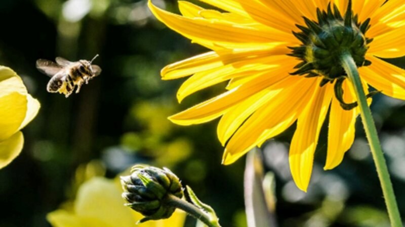 Bee Kind: Understanding The Role of Bees in Ecosystems