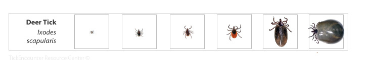 Images of a blacklegged (deer) tick in all stages of growth