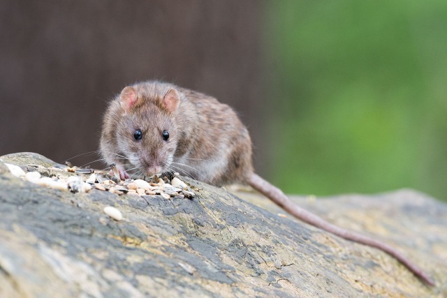 Keep Rodents Out of Your Home This Winter