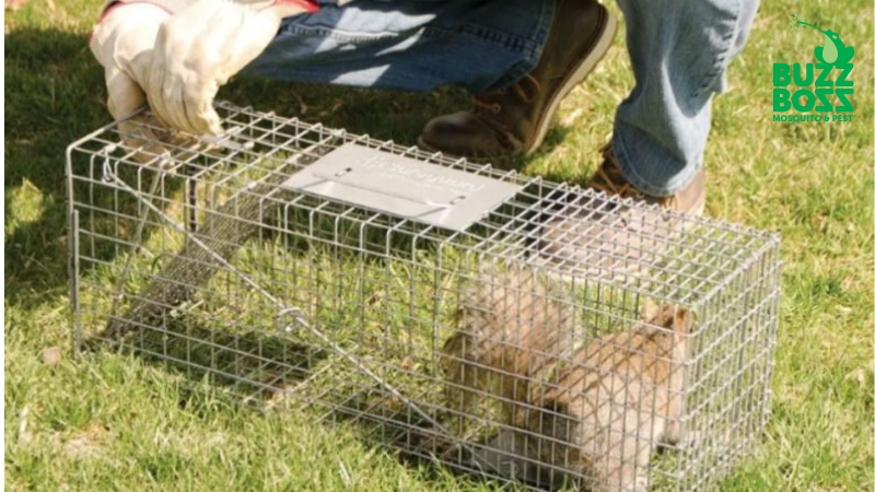 squirrel caught in a cage by buzz boss worker