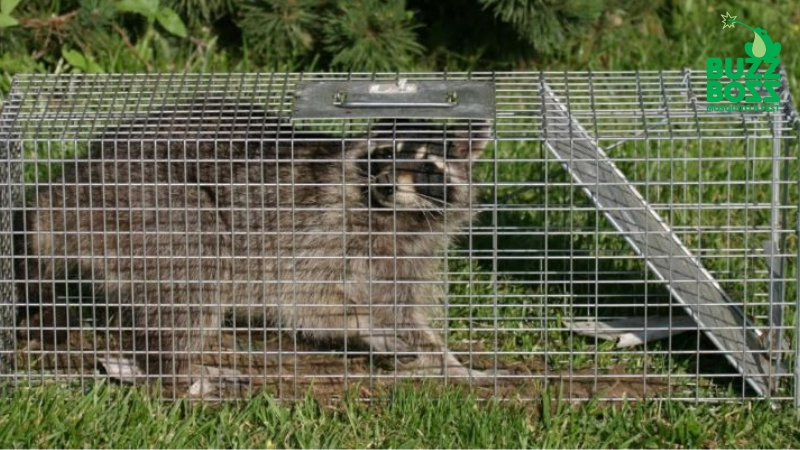 raccoon caught in a cage