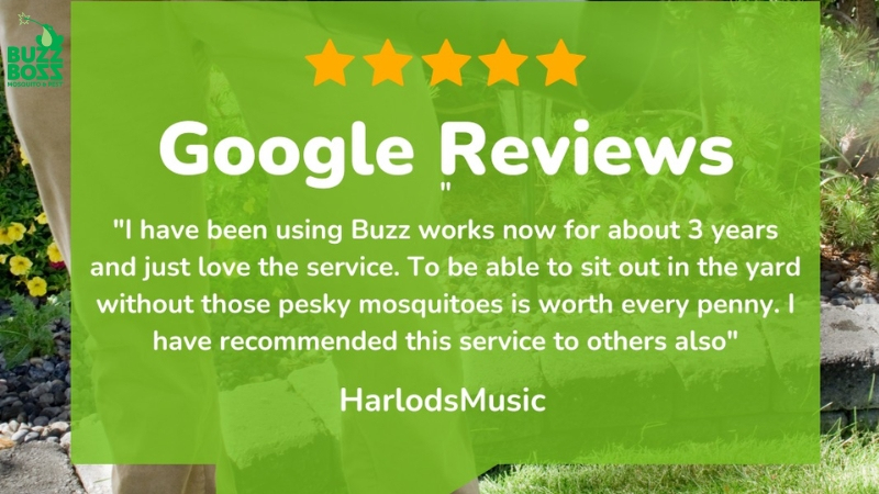 Google Review of BuzzBoss by HarlodsMusic