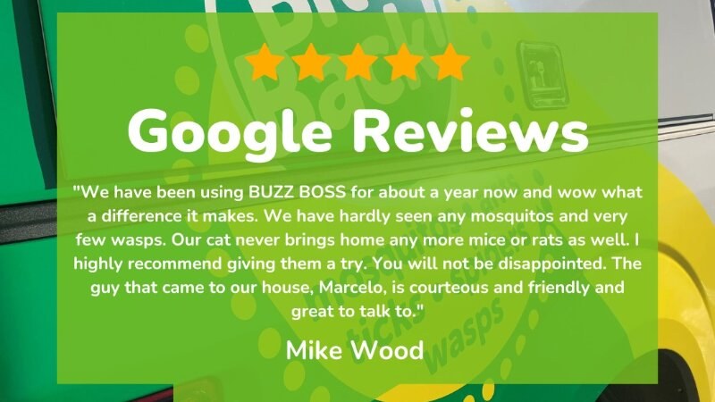Buzz Boss Review
