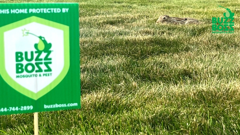 buzz boss sign in a yard with a rabbit in the back