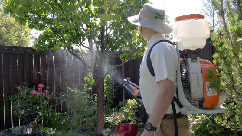 Buzz Boss worker spraying mosquitos in backyard