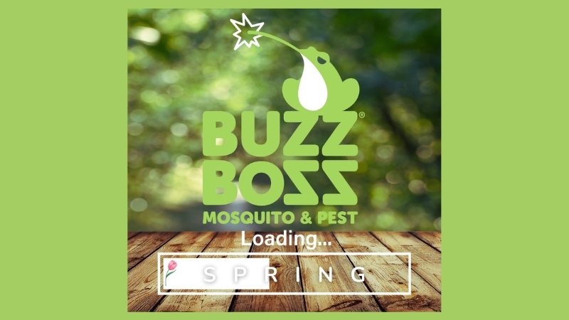 Buzz Boss Mosquito Spring Logo