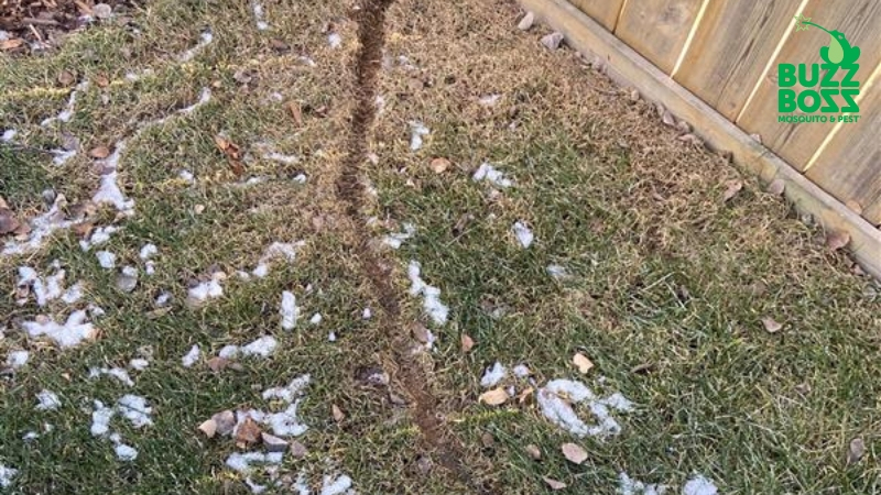vole damage in a yard