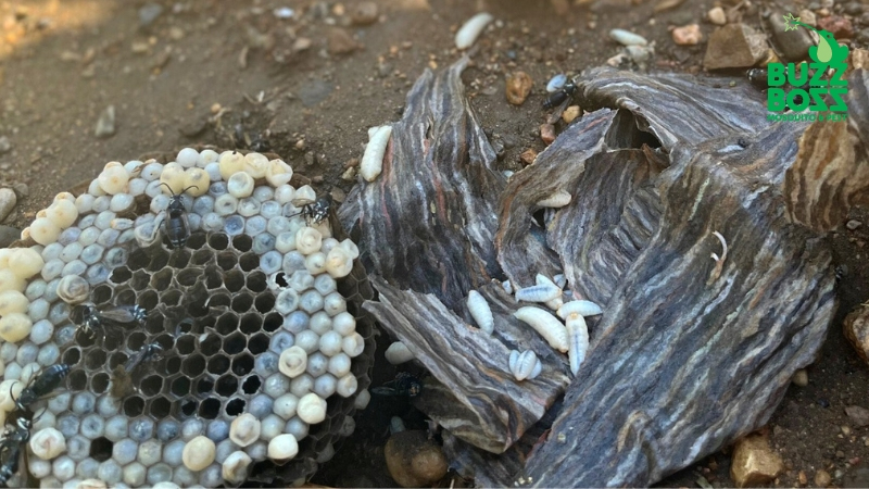 wasp nest broken and open