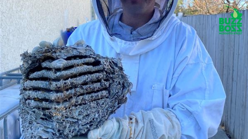 buzz boss worker holding a piece of a wasp nest