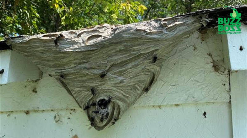 wasp nest in a yard in saskatoon