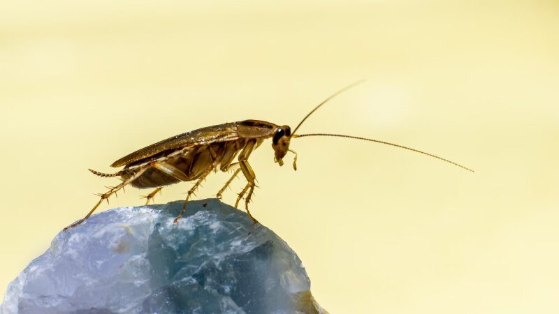 Zoomed picture of a cockroach on a stone