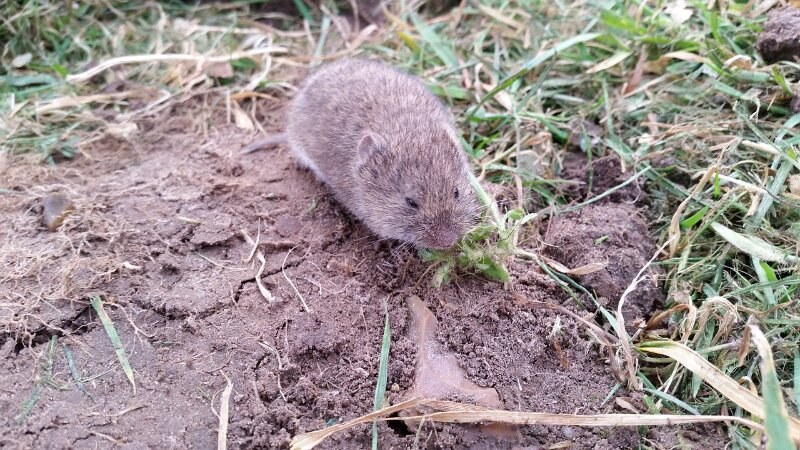 How to Get Rid of Voles in Your Yard - Expert Advice