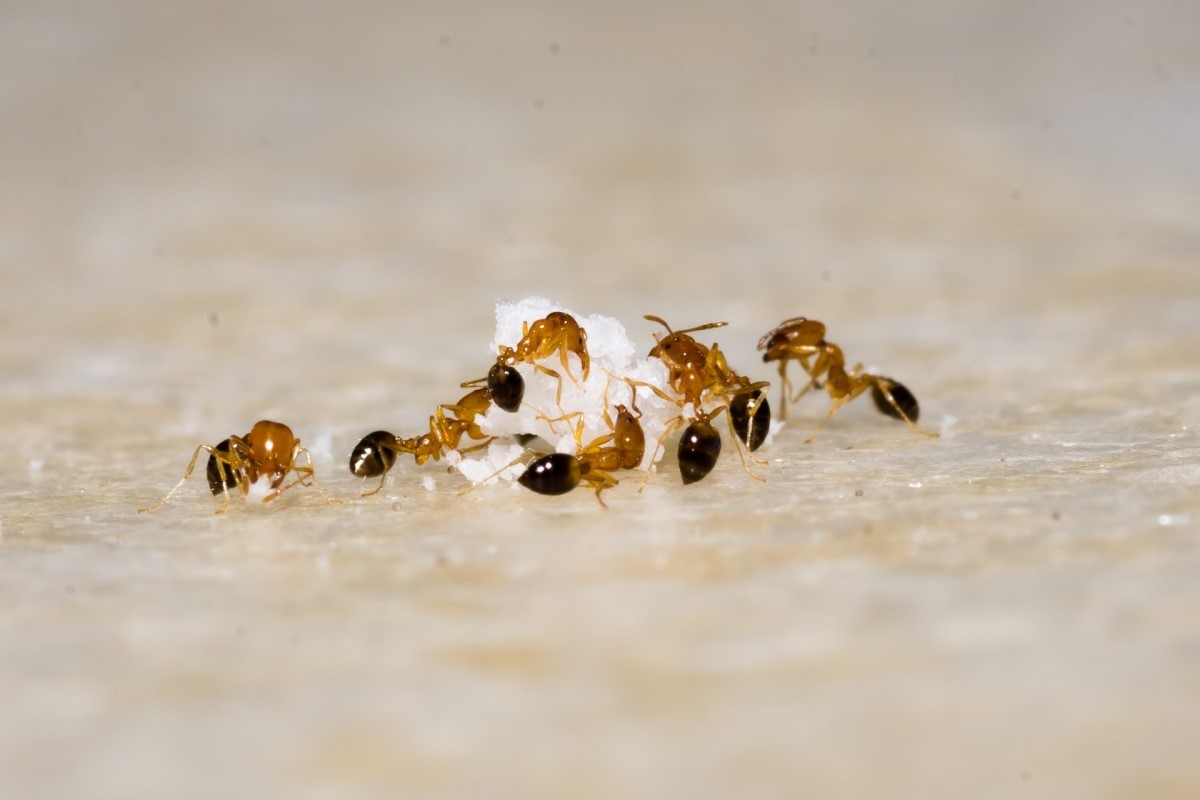A group of ants on a piece of sugar