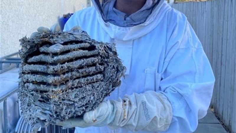Man Holding Bee Hive