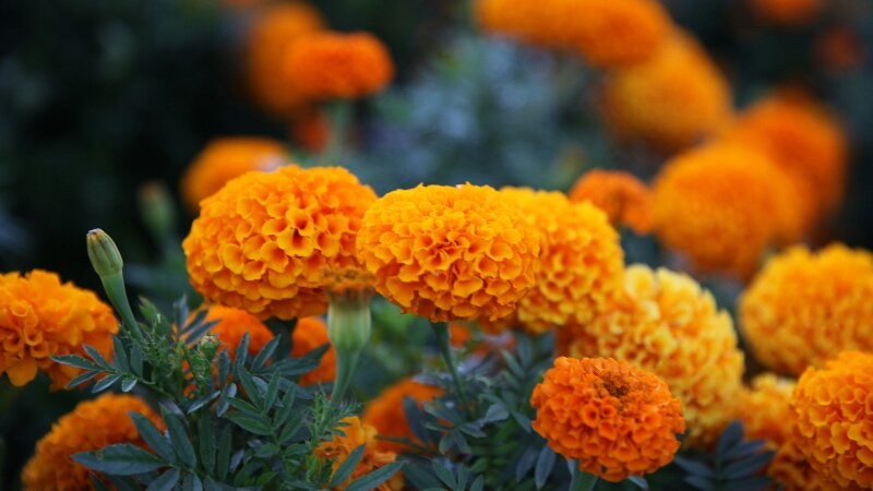 Marigolds Pest Repellent