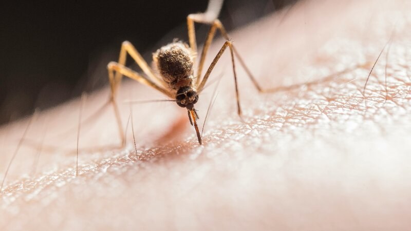 What Attracts Mosquitoes to People?