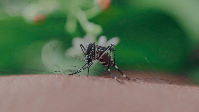 Mosquito bitting on human skin