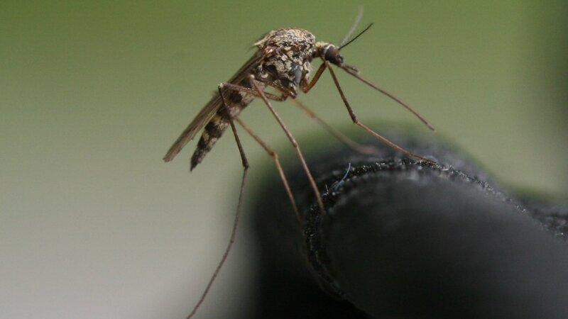 Close shot of a mosquito on a piece of clothing
