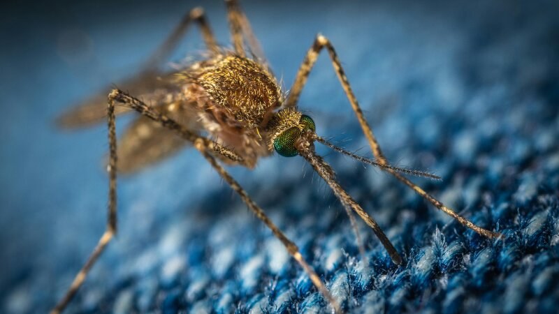 Edmonton's Mosquito Control Program & How You Can Protect Your Lawn from These Pests