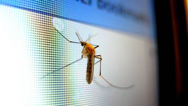Mosquito on a screen