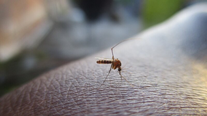 Zoomed picture of a mosquito on human skin