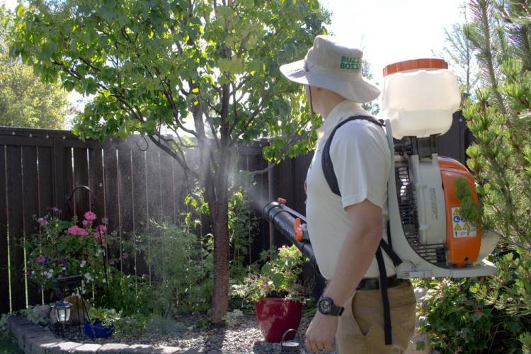 Buzz Boss technician sprays against mosquitoes