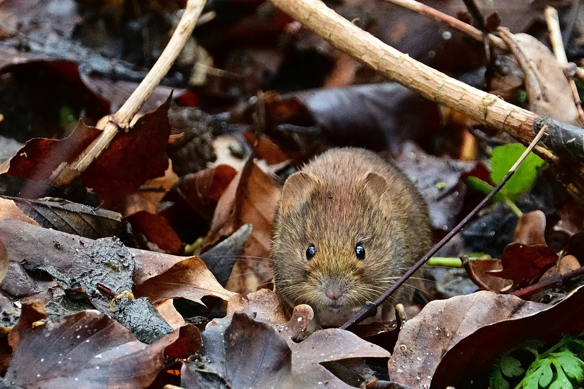 The Best Rodent Control Methods: Natural vs. Chemical