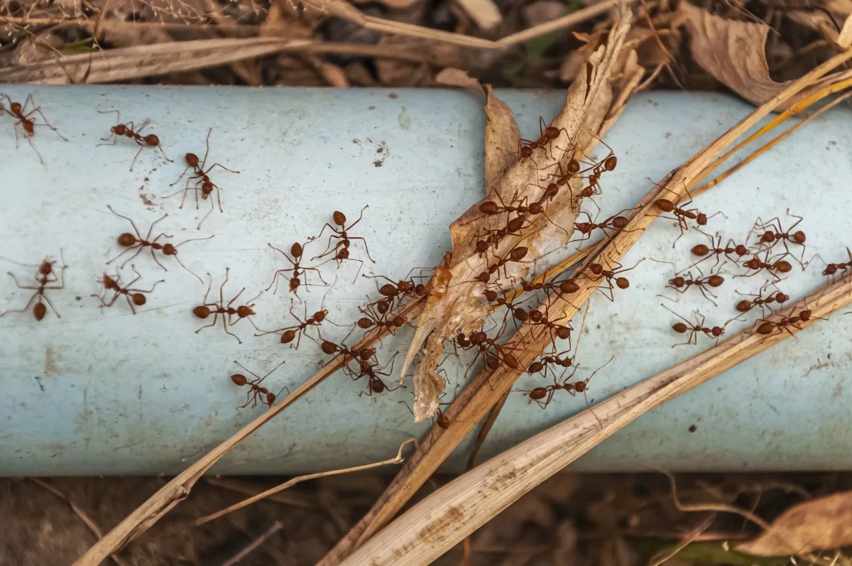 Send the Ants Marching (How to Get Rid of Ants)