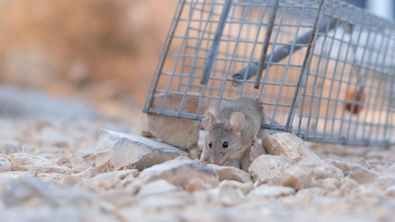 Rat Cage Escape