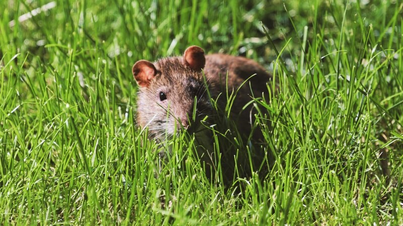 Rat Grass